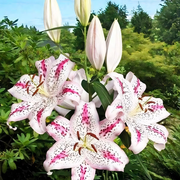 Луковицы  Лилия восточная Madelaine (Маделейн) (3шт.)