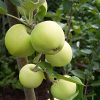 Саженцы Яблоня Папировка