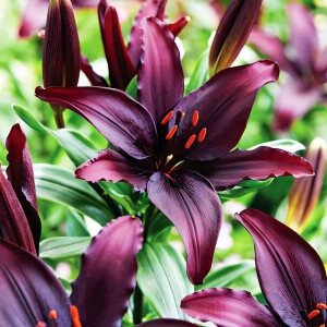  Лилия азиатская Blacklist (Блэклист)