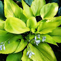 Саженцы Хоста Daybreak (Дейбрейк) М