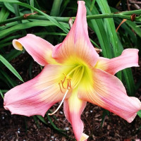 Саженцы Лилейник Do The Twist (Ду Зе Твист)