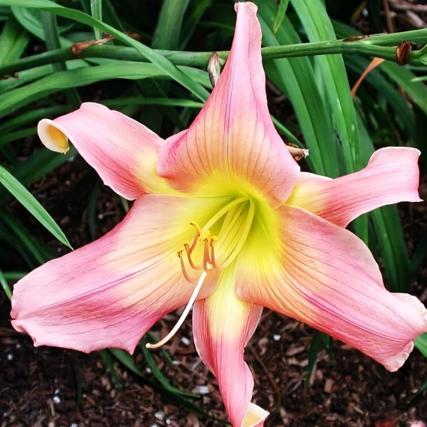 Саженцы Лилейник Do The Twist (Ду Зе Твист)