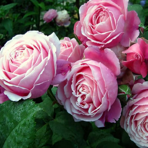 Саженцы Роза парковая Дитер Мюллер