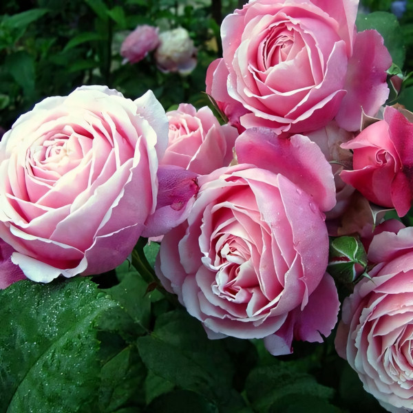 Саженцы Роза парковая Дитер Мюллер