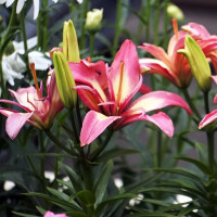 Луковицы  Лилия азиатская Delicate Joy (Деликейт Джой) (3шт.)