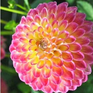 Саженцы Георгина Jowey Arenda