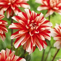 Саженцы Георгина декоративная Dynamite (Динамит)