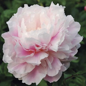 Саженцы Пион Morning Kiss (Монинг Кисс)