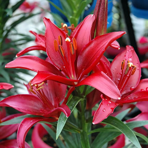  Лилия азиатская Tini Ghost (Тайни Гост)