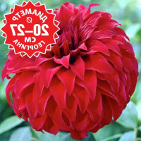 Саженцы Георгина Spartacus