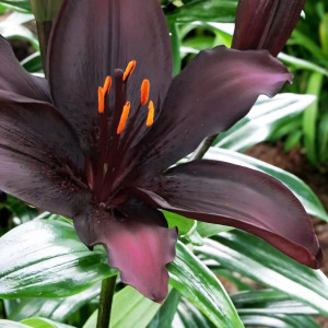  Лилия азиатская Blacklist (Блэклист)