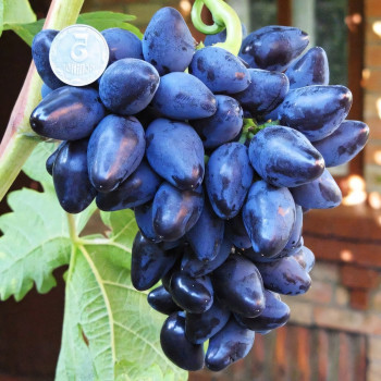 Саженцы Виноград Викинг