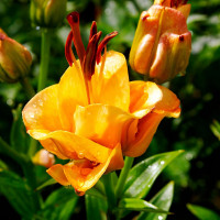 Луковицы  Лилия азиатская Apricot Fudge (Априкот Фьюдж) (3шт.)