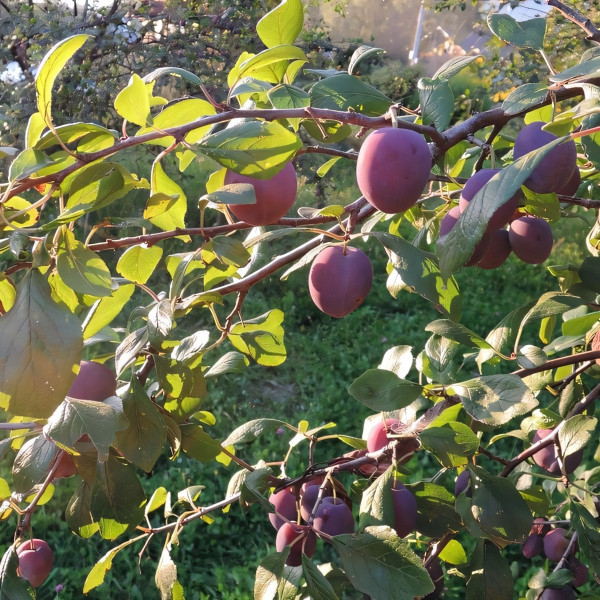 Саженцы Слива Конфетная