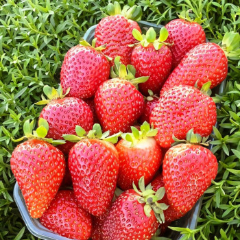 Клубника ремонтантная (крупноплодная) Альбион 5 шт. в упаковке