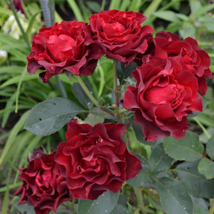 Саженцы Роза спрей Чокочино