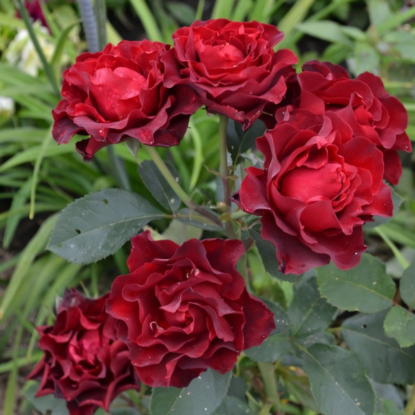 Саженцы Роза спрей Чокочино