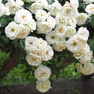 Саженцы Роза плетистая Айсберг