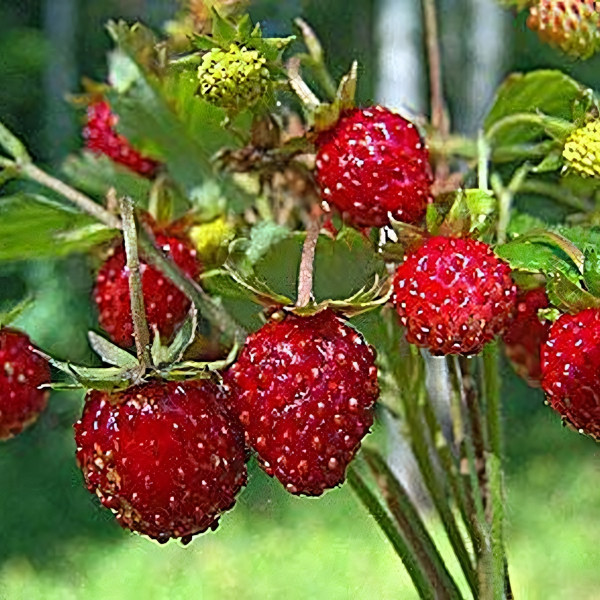 Саженцы Земляника Времена года 1 шт.