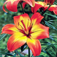 Луковицы  Лилия азиатская Foreve Linda (Форева Линда) (3шт.)