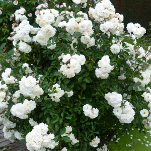 Саженцы Роза плетистая Вайс Вольке