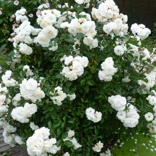 Саженцы Роза плетистая Вайс Вольке