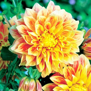 Саженцы Георгина макси Explosion (Эксплоужн)