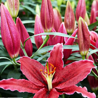 Луковицы  Лилия восточная Black Belt (Блэк Белт) (3шт.)