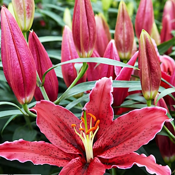 Луковицы  Лилия восточная Black Belt (Блэк Белт) (3шт.)