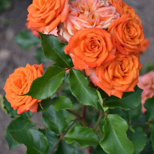 Саженцы Роза спрей Оранж Беби