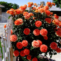 Саженцы Роза плетистая Алоха