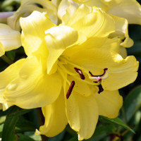 Луковицы Саженцы Лилия ОТ гибрид Exotic Sun (Экзотик Сан) (3шт.)