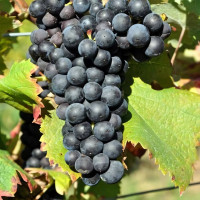 Саженцы Виноград Цимлянский