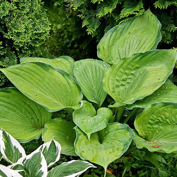 Саженцы Хоста Final Summation (Файнл Саммейшн) XL