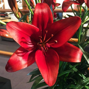  Лилия ЛА гибрид Batavus (Батавус)