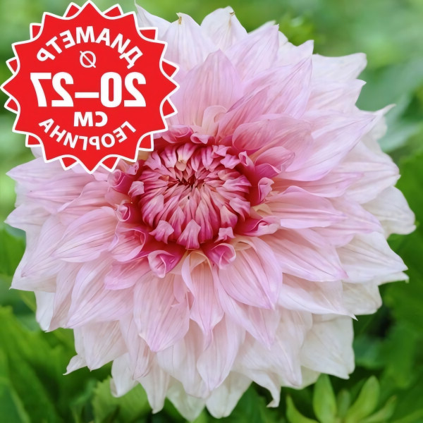 Саженцы Георгина Shiloh Noëlle