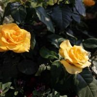 Саженцы Роза чайно-гибридная Керио