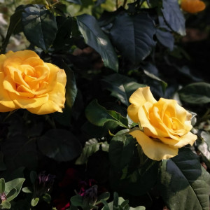 Саженцы Роза чайно-гибридная Керио