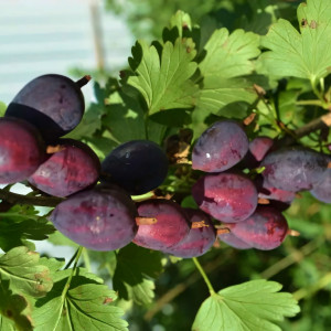 Саженцы Крыжовник Грушенька