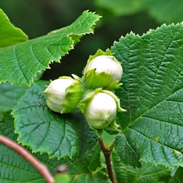 Саженцы Фундук Анапский
