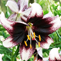 Луковицы  Лилия азиатская Stracciatella Event (Страсиотелла Ивент) (3шт.)