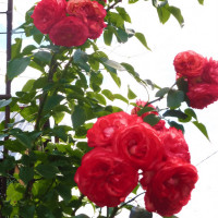 Саженцы Роза плетистая Антик