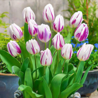 Луковицы Тюльпан Триумф Блю Флэминг, микс (в упаковке - 3шт.)