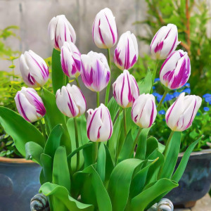 Тюльпан Триумф Блю Флэминг, микс (в упаковке - 3шт.)