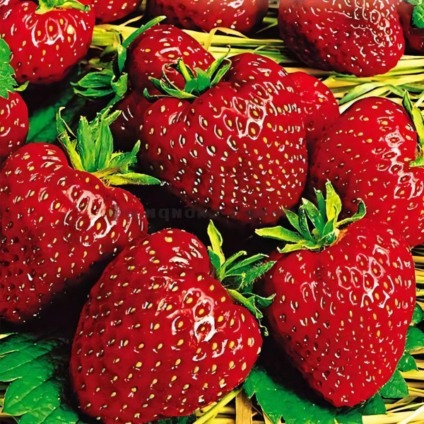 Саженцы Земляника Гигантский деликатес  (упаковка 5 шт.)
