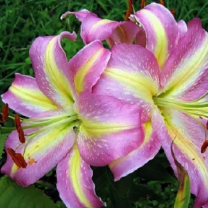  Лилия восточная Tom Pouce (Том Пус)