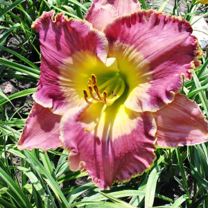 Саженцы Лилейник Ava Gardner (Ава Гарднер)