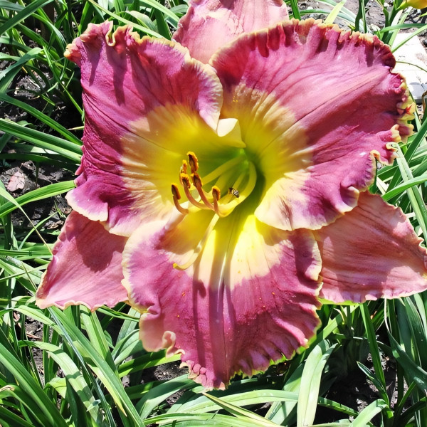 Саженцы Лилейник Ava Gardner (Ава Гарднер)