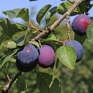 Саженцы Слива Блэк Даймонд