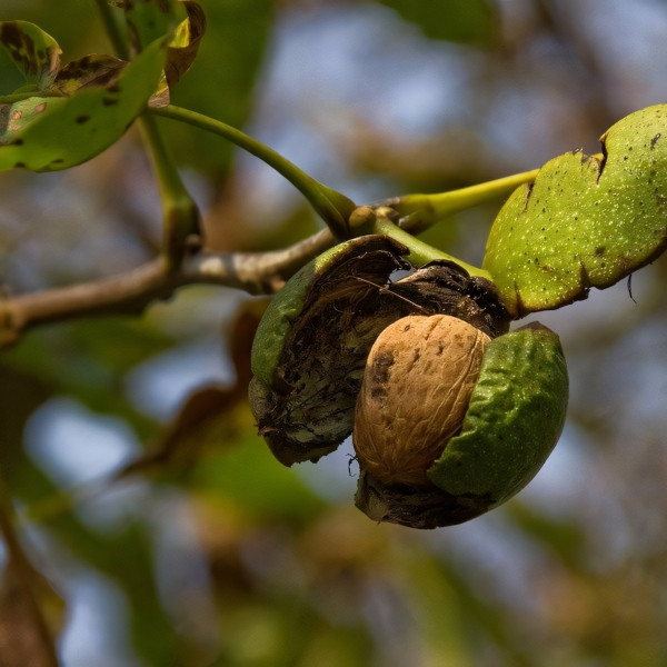 Саженцы Орех грецкий Скороплодный